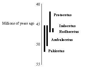 Fossil Graph 2