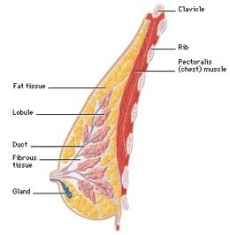 Breast