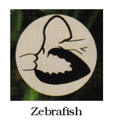 Fish Heart