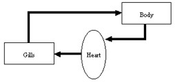 Fish Circulatory System
