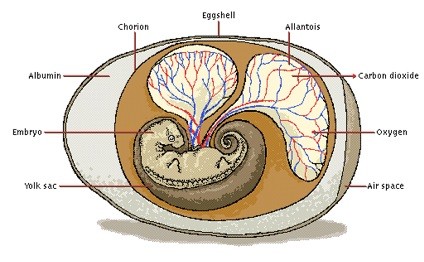 Reptile egg