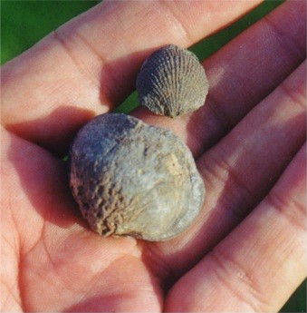 Fossilized sea shells