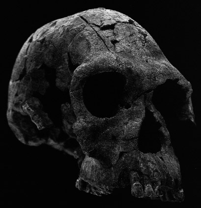KMN-ER 1813 skull