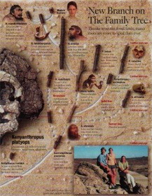 Newsweek Tree